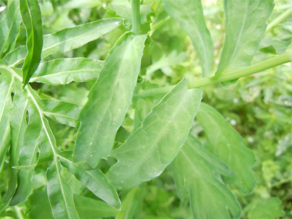 Glebionis segetum / Crisantemo campestre